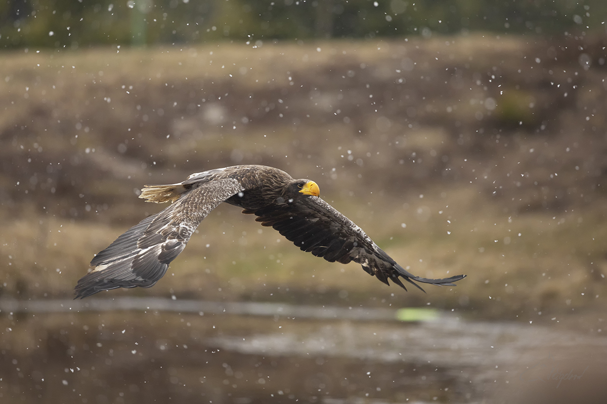 Orel východní - Stellers sea eagle