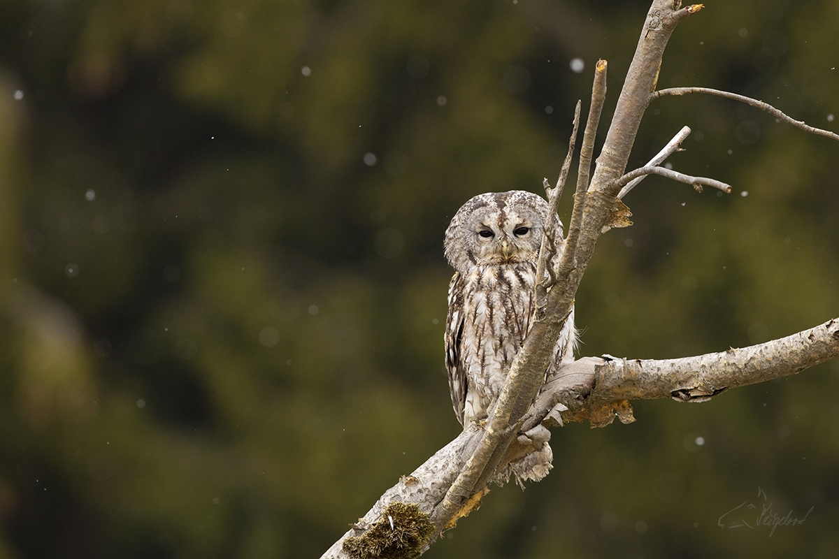 Puštík obecný - Strix aluco - Tawny owl