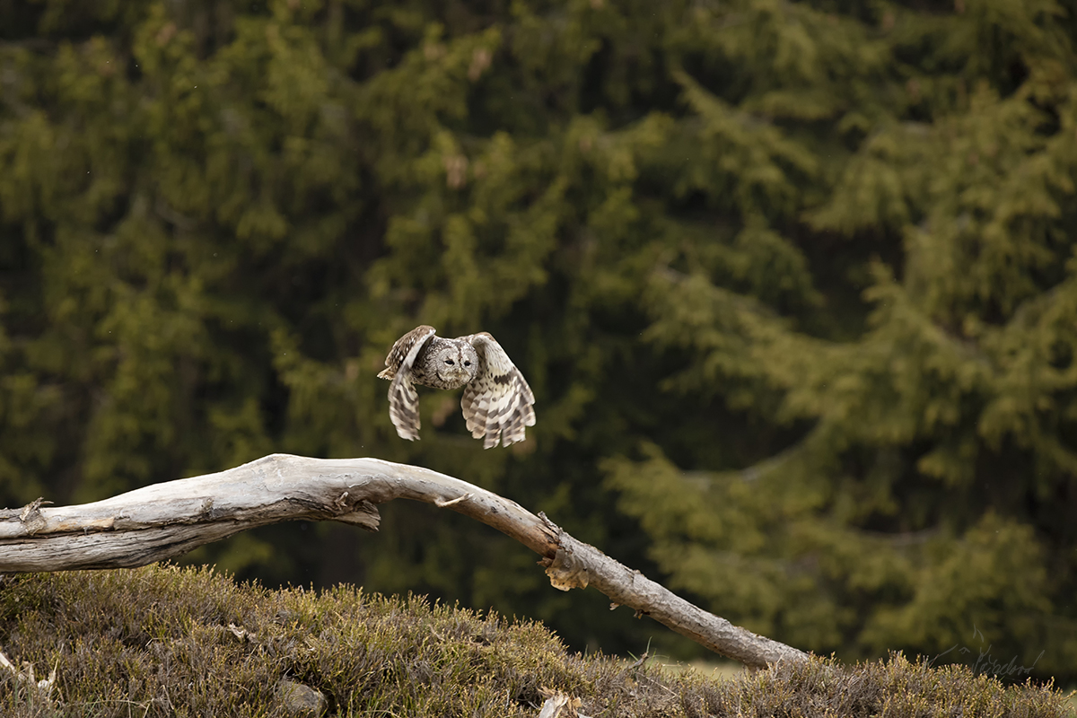 Puštík obecný - Strix aluco - Tawny owl