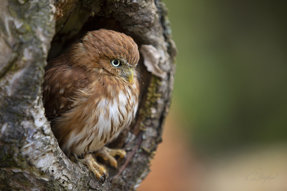 Kulíšek brazilský - Glaucidium brasilianum - Ferruginous pygmy owl