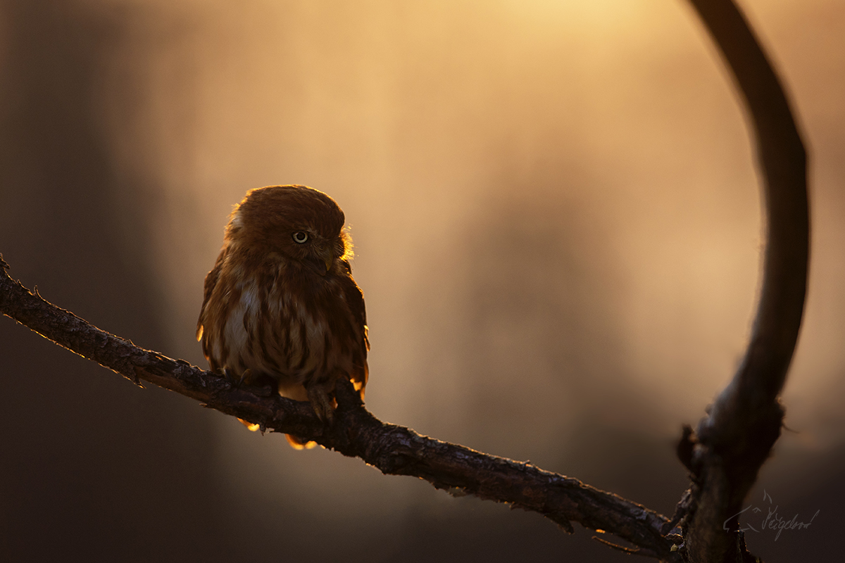 Kulíšek brazilský - Glaucidium brasilianum - Ferruginous pygmy owl