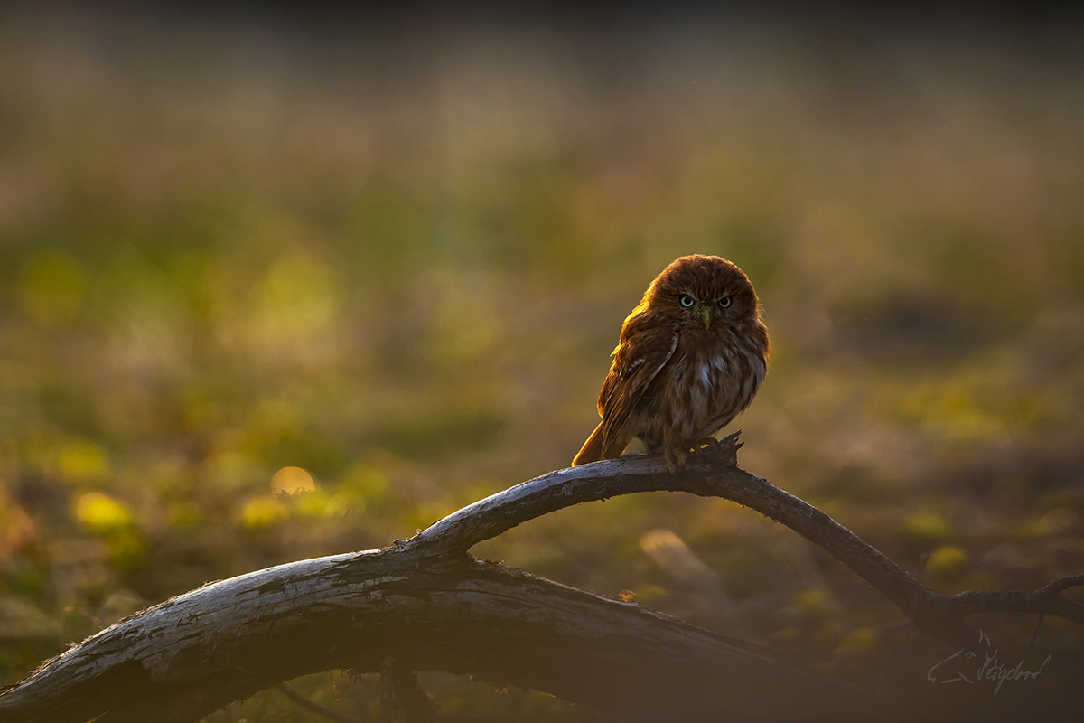 Kulíšek brazilský - Glaucidium brasilianum - Ferruginous pygmy owl