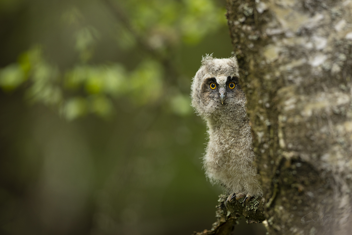 Mládě Kalouse ušatého (Asio otus) - Young long-eared owl