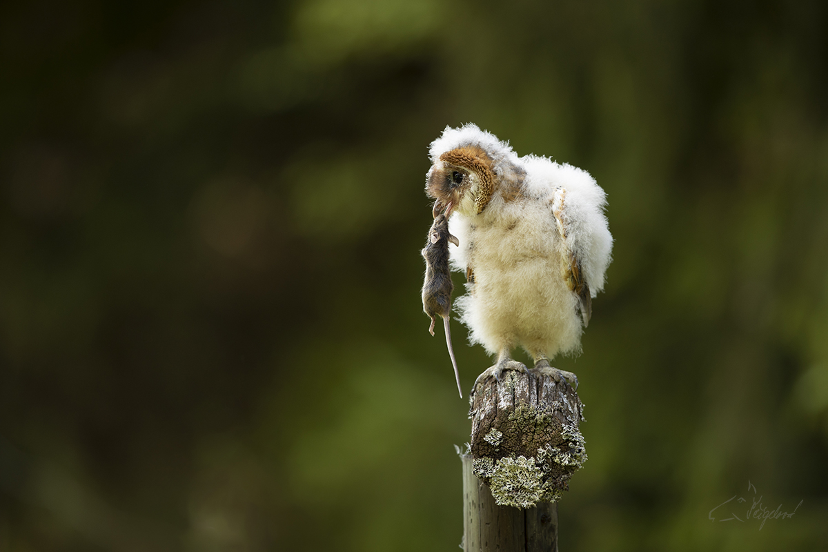 Mládě sovy pálené (Tyto alba) - Young barn owl