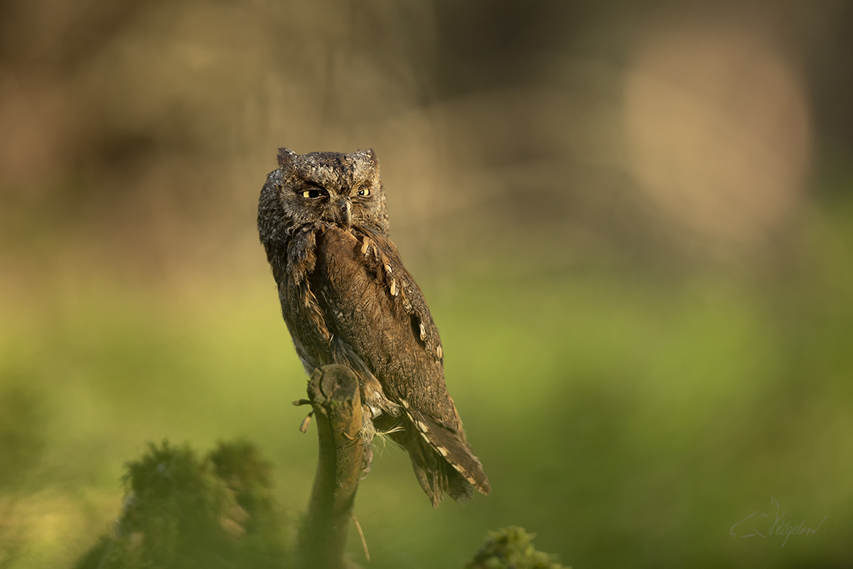 Výreček malý (Otus scops) - Eurasian scops owl