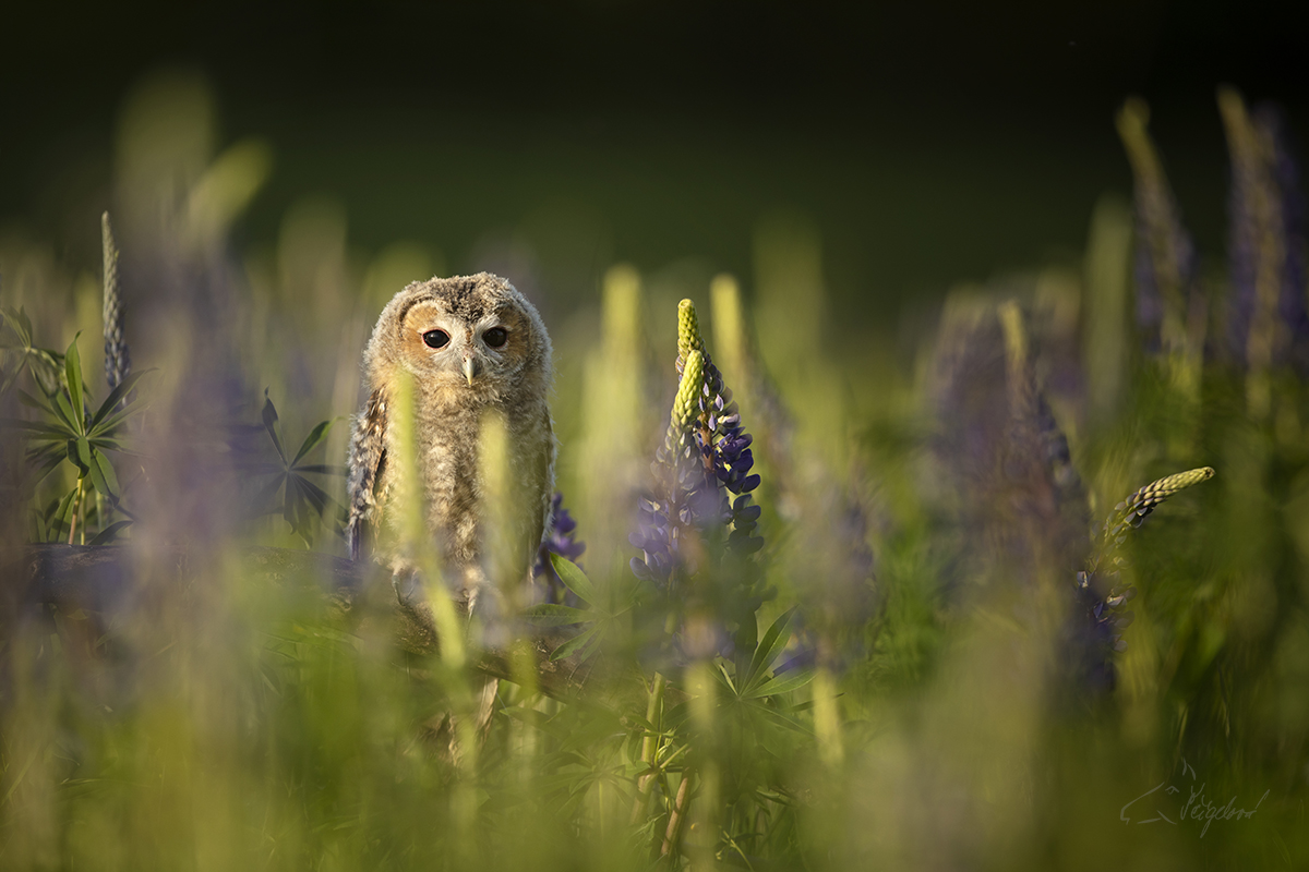 Puštík obecný (Strix aluco) - Tawny owl