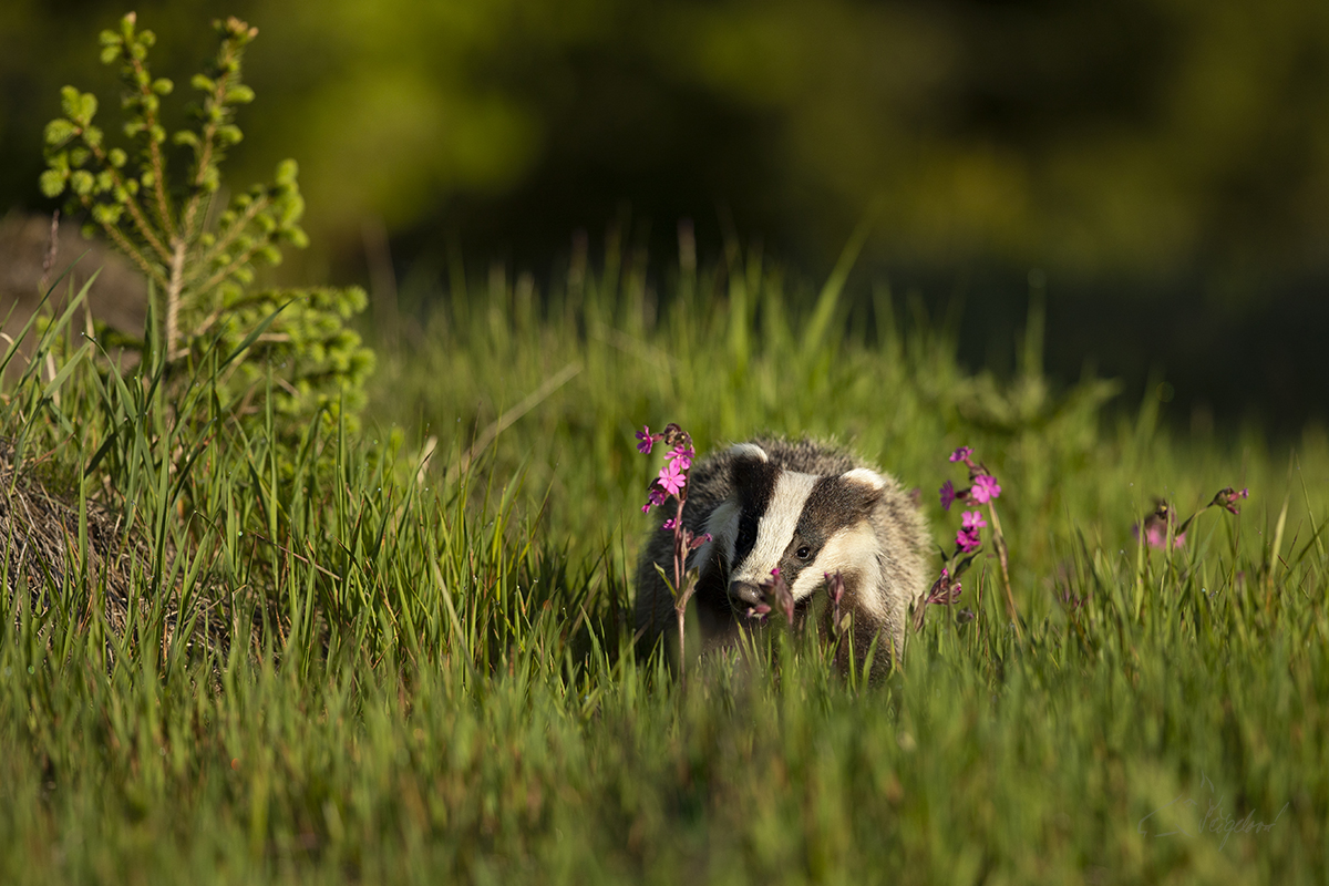 Jezevec lesní (Meles meles) - Badger