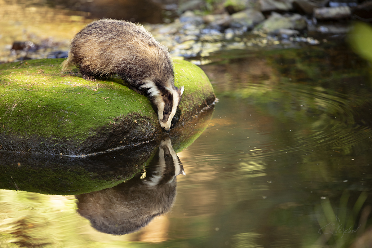 Jezevec lesní (Meles meles) - Badger