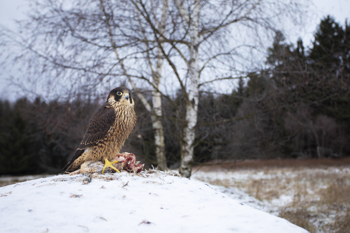 Sokol Stěhovavý - Peregrine falcon - Falco peregrinus