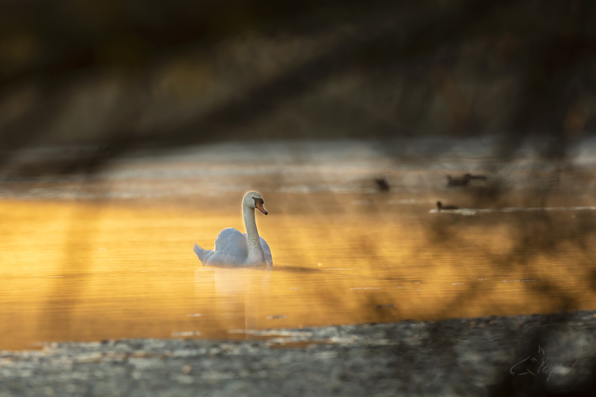 Labuť velká (Cygnus olor) - Mute swan