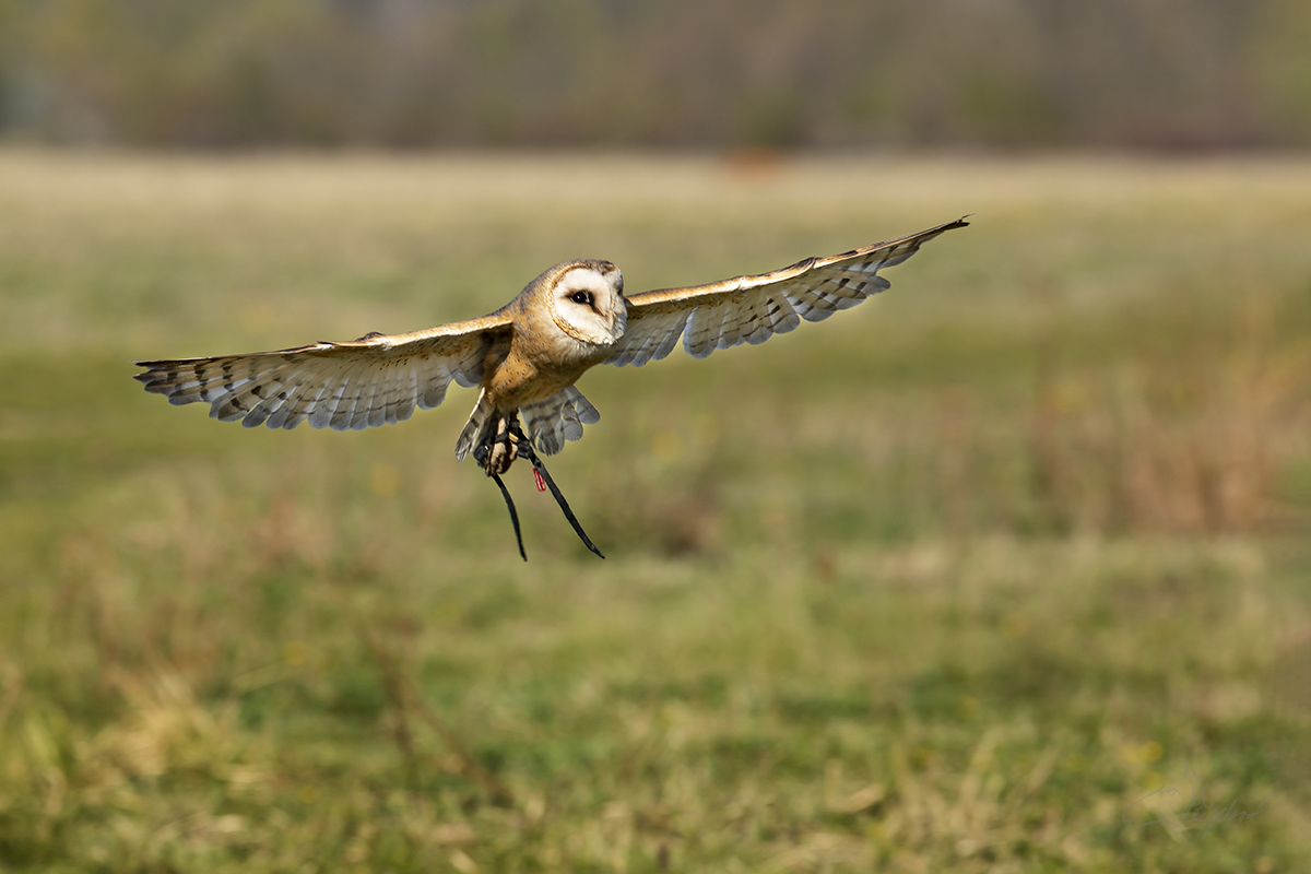 Sova pálená - Tyto alba - Bern owl