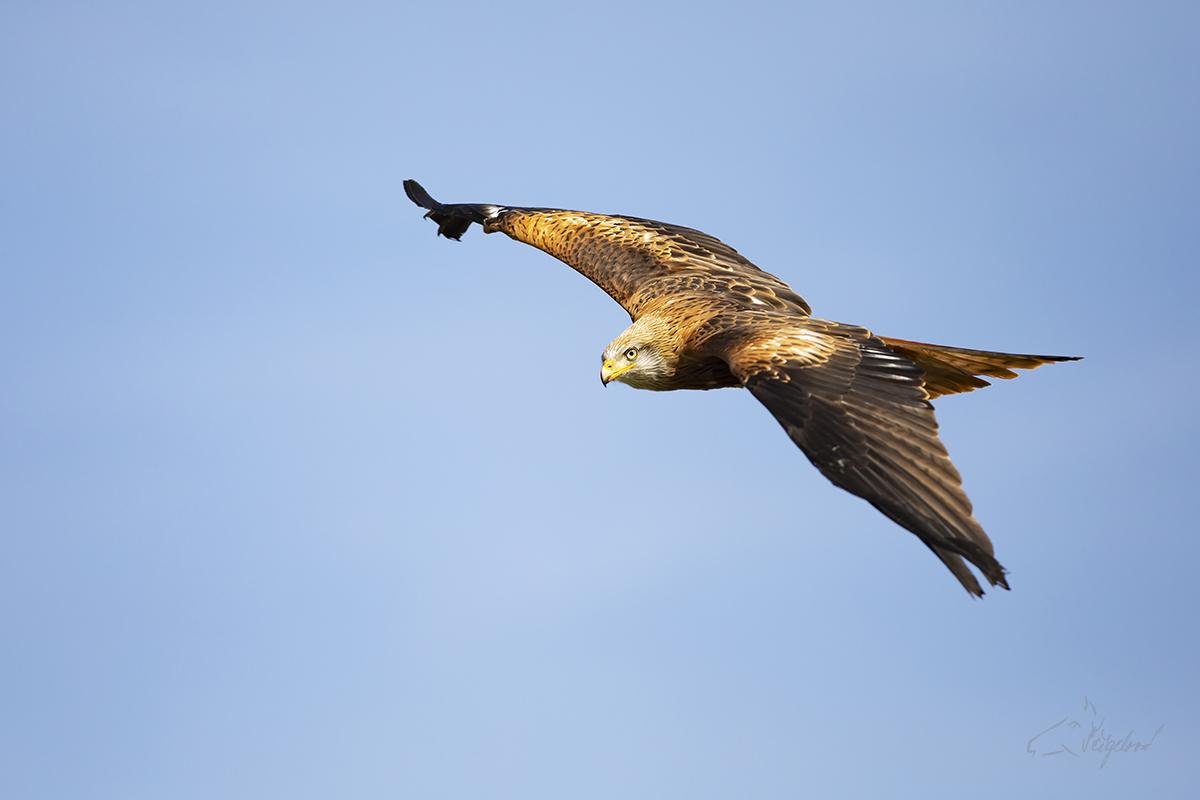 Luňák červený (Milvus milvus) - Red kite