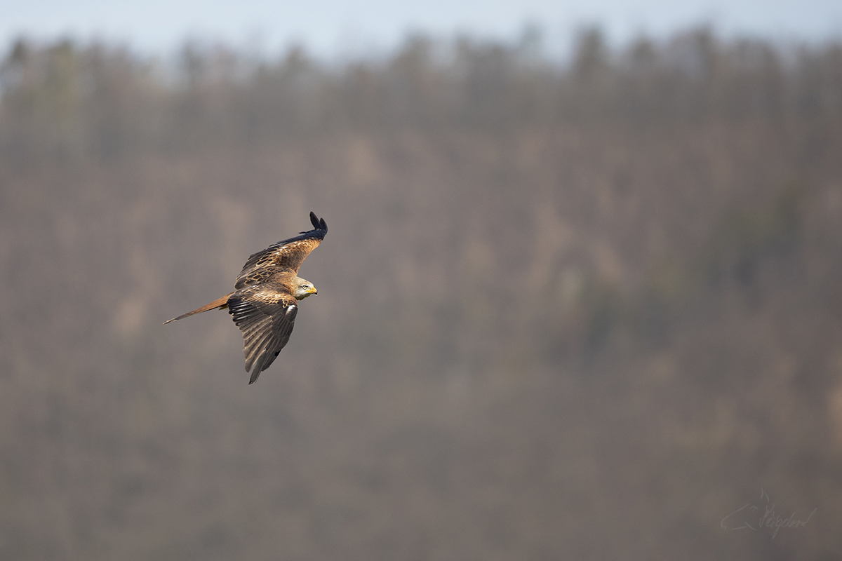 Luňák červený (Milvus milvus) - Red kite