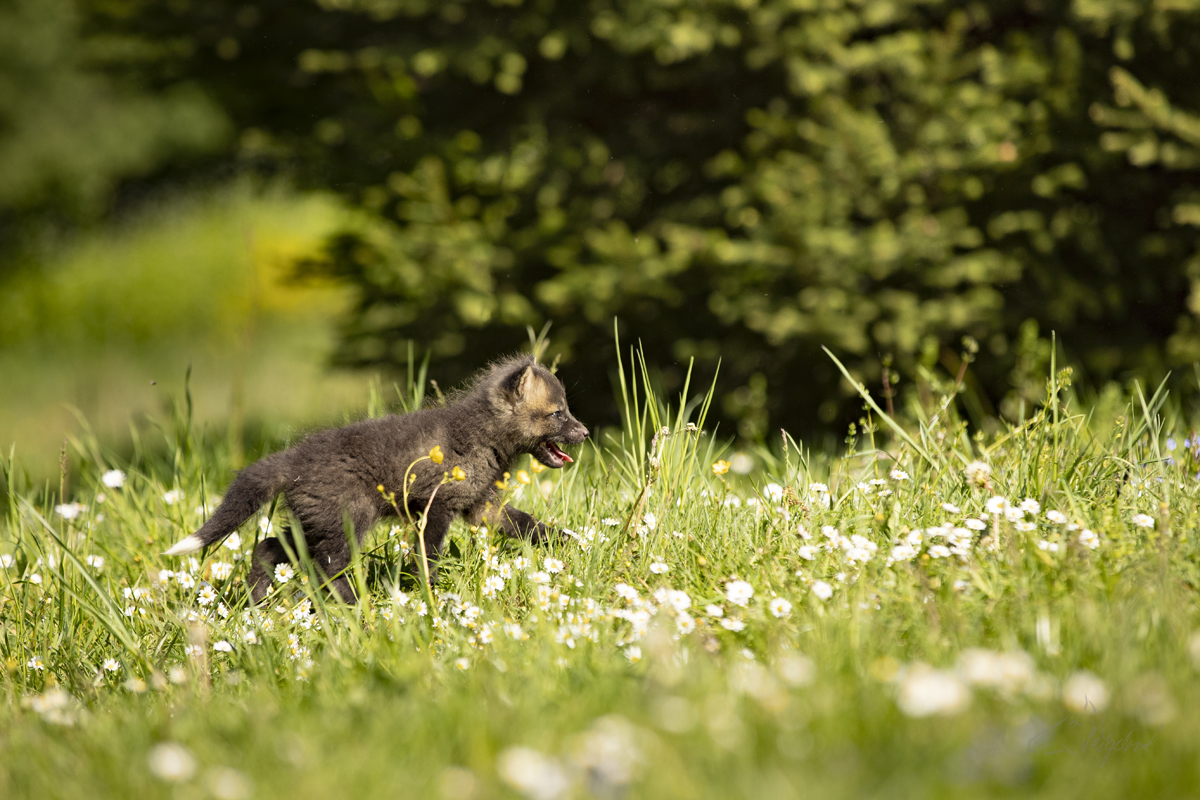 Liška obecná - Vulpes vulpes - Red fox