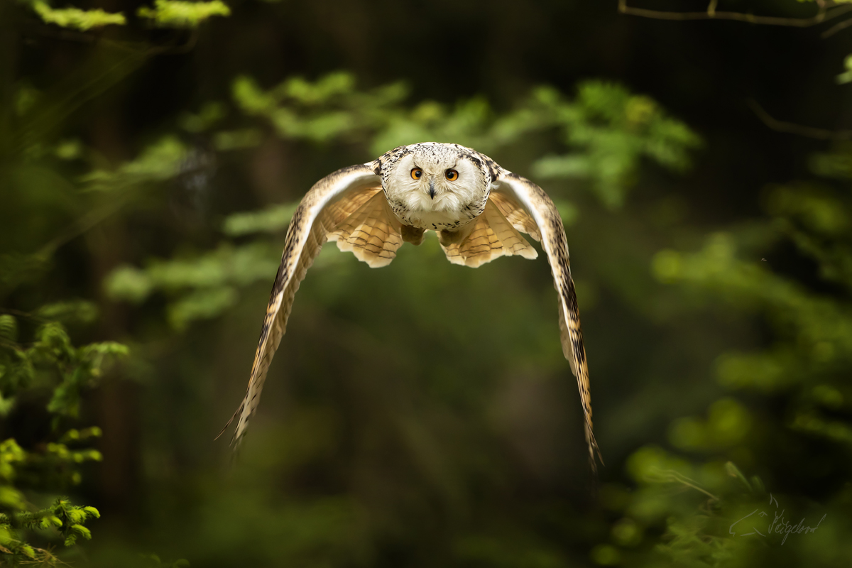 Výr velký sibiřský - Bubo bubo - Siberian eagle-owl