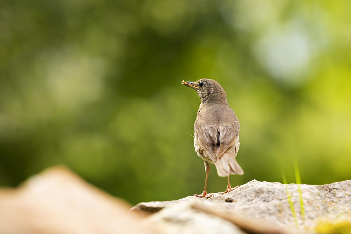 Drozd zpěvný (Turdus philomelos) - Song trush