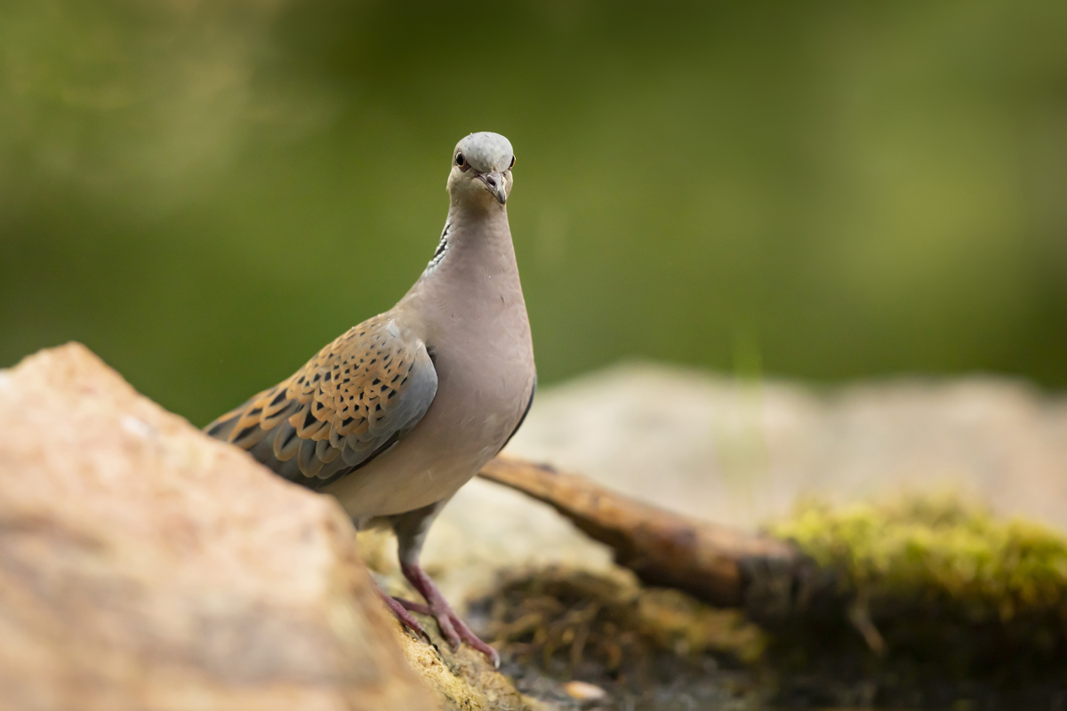 Hrdlička divoká (Streptopelia turtur) -European turtle dove