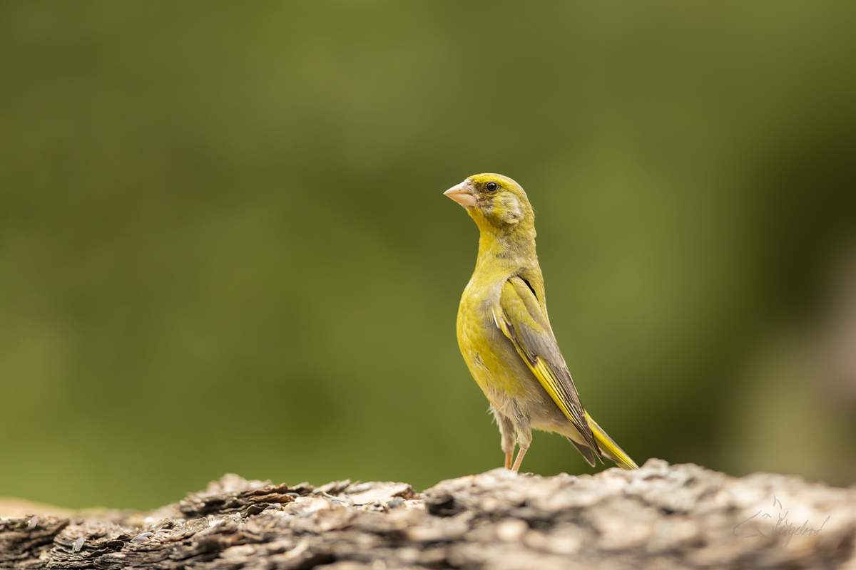 Zvonek zelený (Chloris chloris) European greenfinch