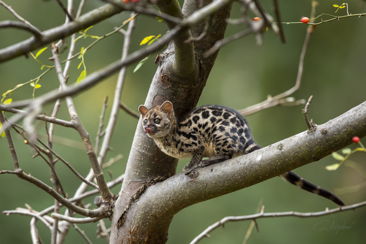 Ženetka tečkovaná (Genetta genetta) Common genet