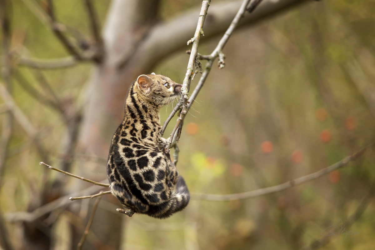 Ženetka tečkovaná (Genetta genetta) Common genet