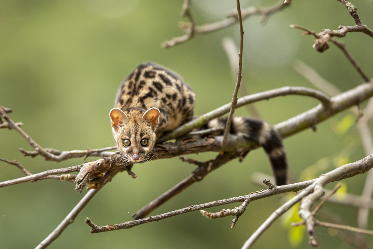 Ženetka tečkovaná (Genetta genetta) Common genet