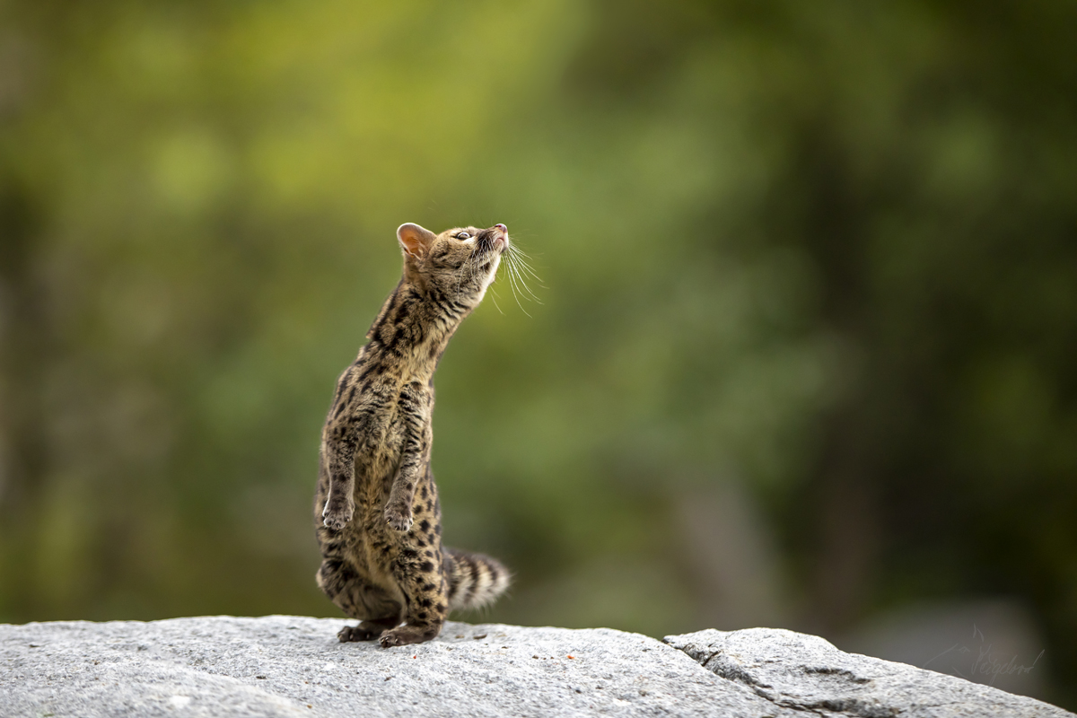 Ženetka tečkovaná (Genetta genetta) Common genet