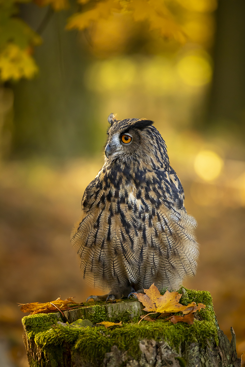 Výr velký (Bubo bubo) - Common eagle owl