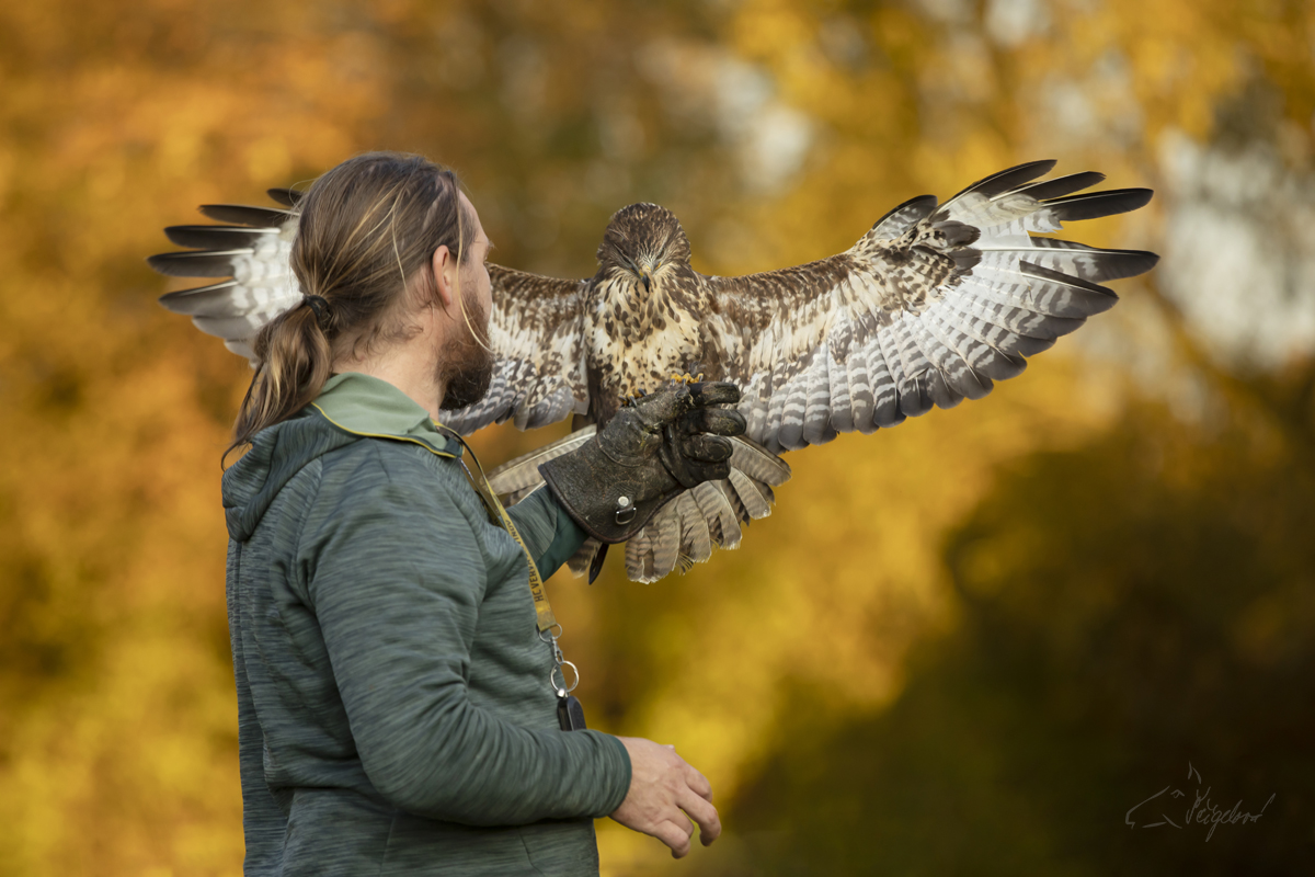 Káně lesní (Buteo buteo) - Common buzzard