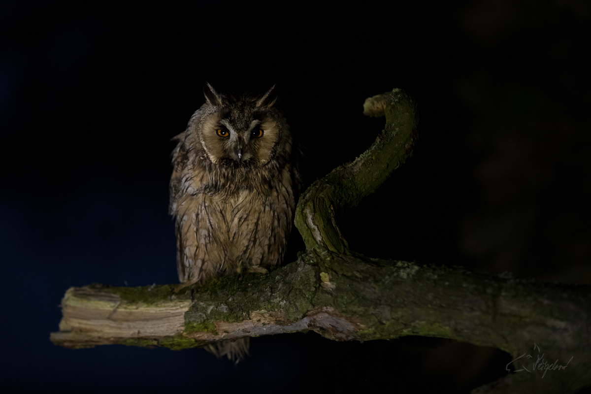 Kalous ušatý (Asio otus) - Long-eared owl