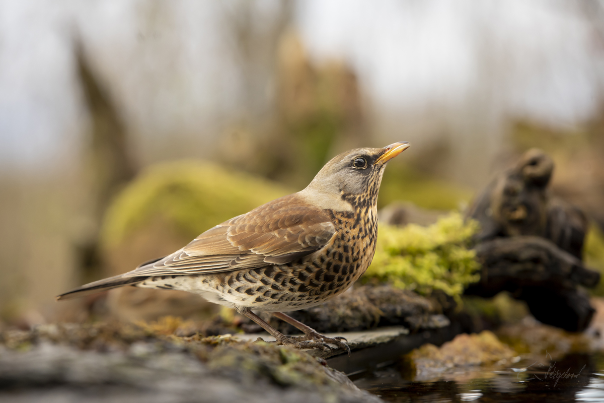 Drozd kvíčala (Turdus pilaris) - Fieldfare