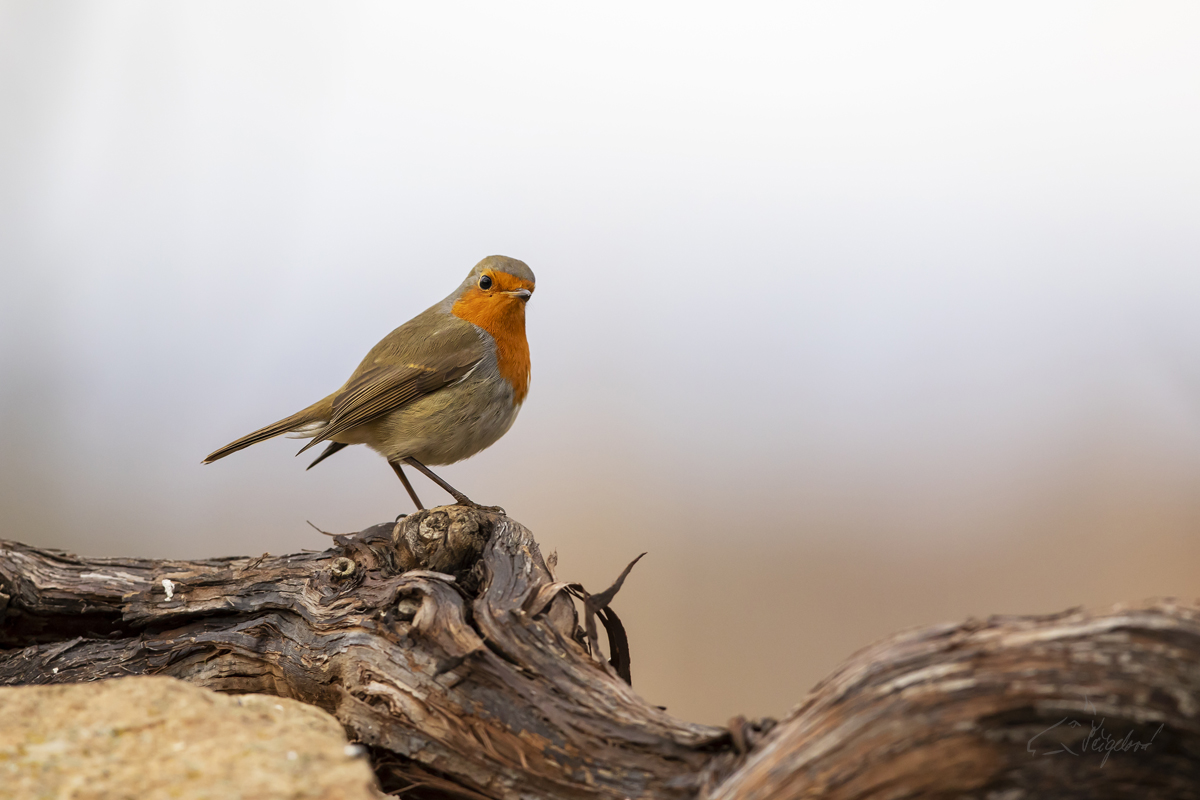 Červenka obecná (Erithacus rubecula) - European robin