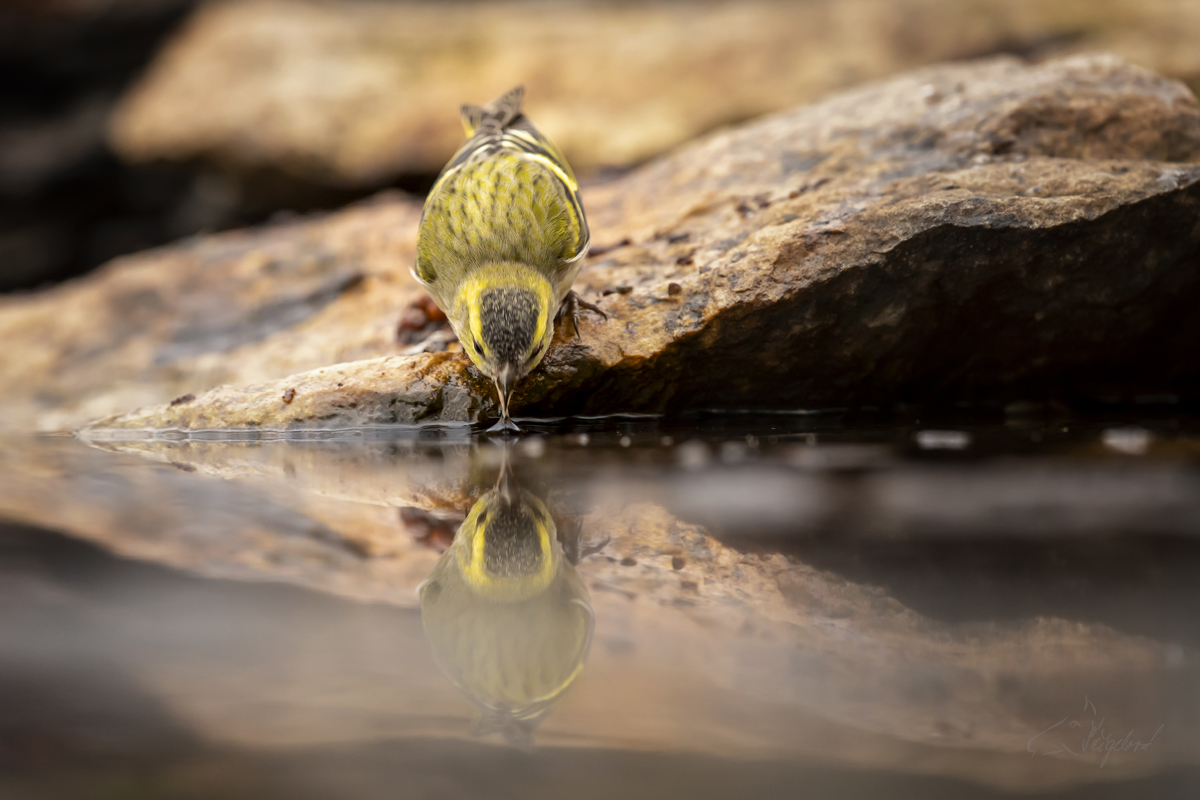 Čížek lesní (Spinus spinus) - Eurasian siskin