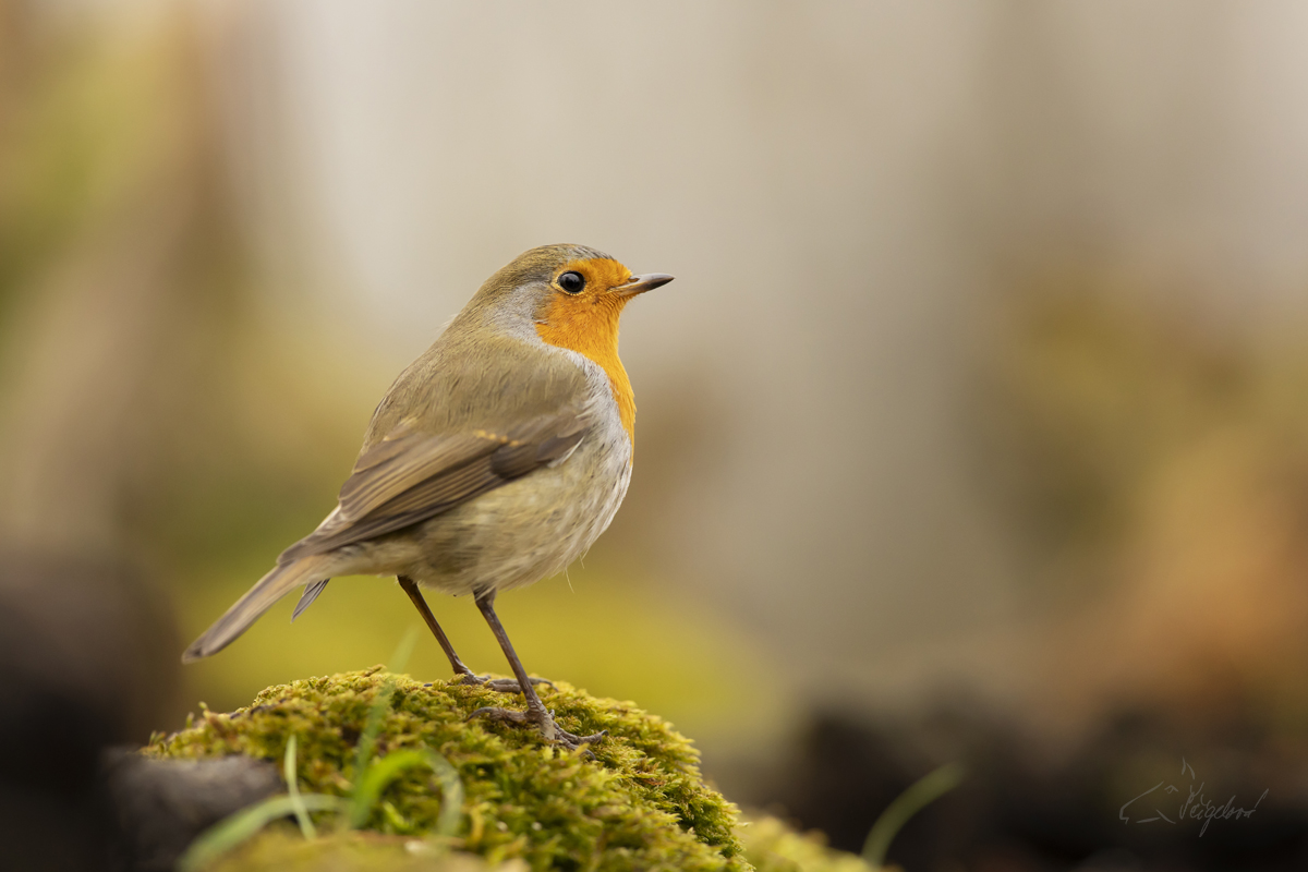 Červenka obecná (Erithacus rubecula) - European robin