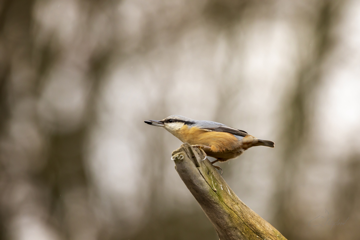 Brhlík lesní (Sitta europaea) - Eurasian nuthatch