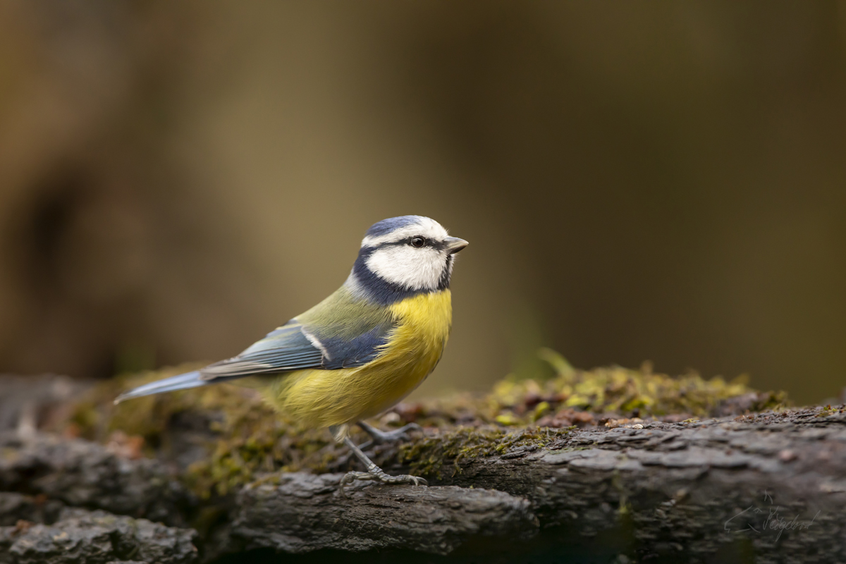 Sýkora modřinka (Cyanistes caeruleus)  - Eurasian blue tit