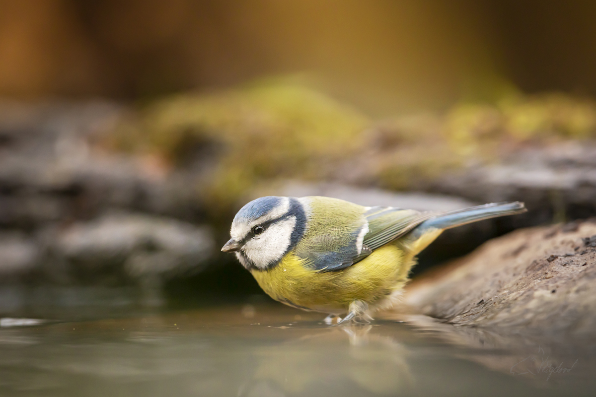 Sýkora modřinka (Cyanistes caeruleus)  - Eurasian blue tit