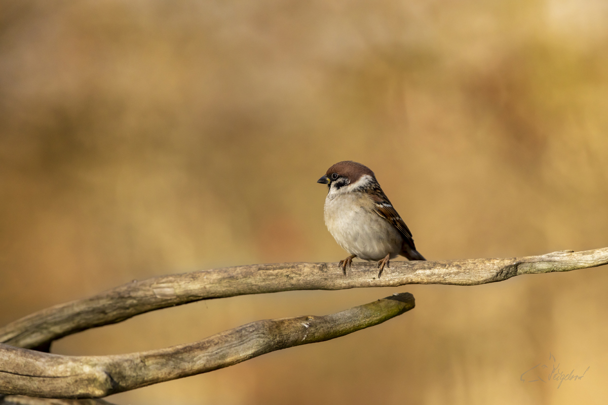 Vrabec polní (Passer montanus) - Eurasian tree sparrow