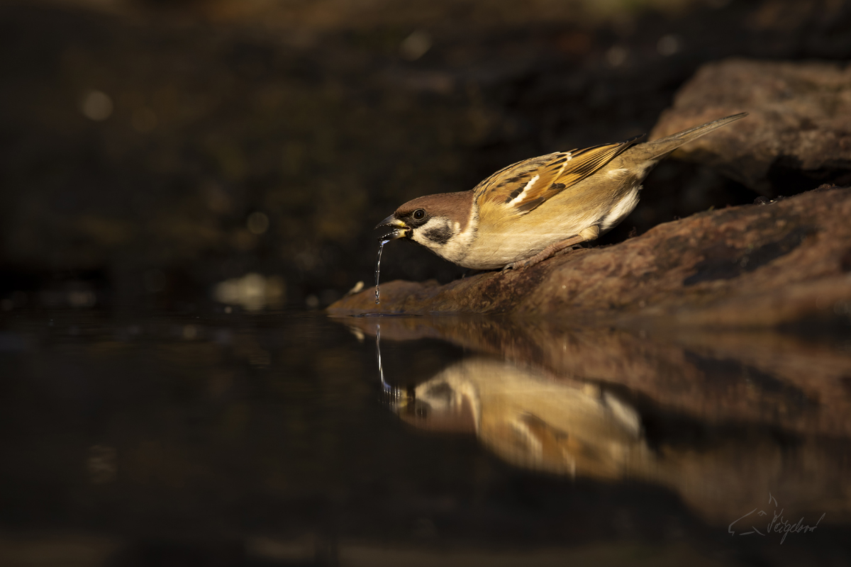 Vrabec polní (Passer montanus) - Eurasian tree sparrow