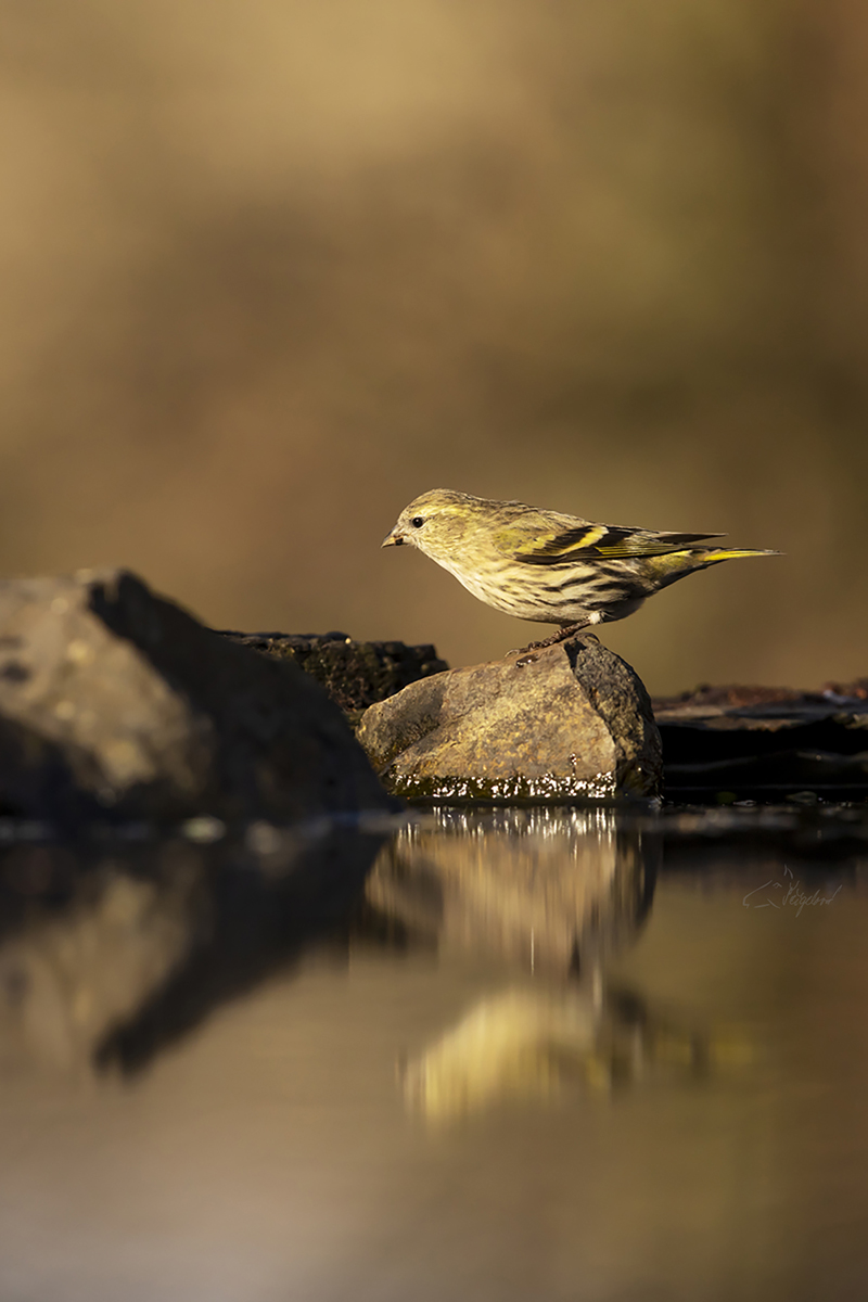 Čížek lesní (Spinus spinus) - Eurasian siskin