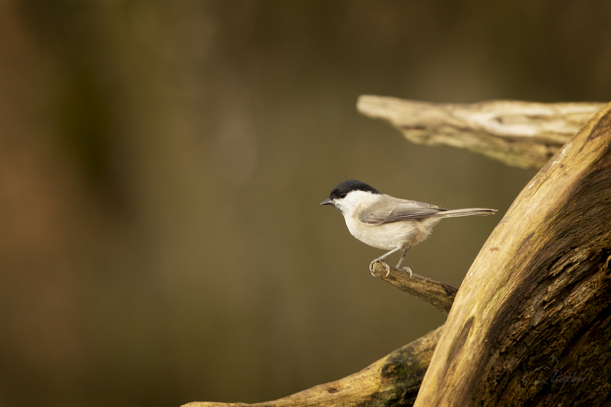 Sýkora babka (Poecile palustris) - Marsh tit