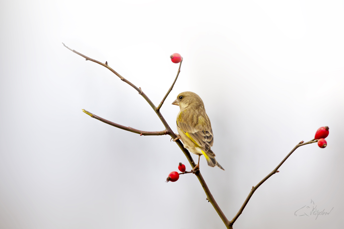 Zvonek zelený (Chloris chloris) - European greenfinch