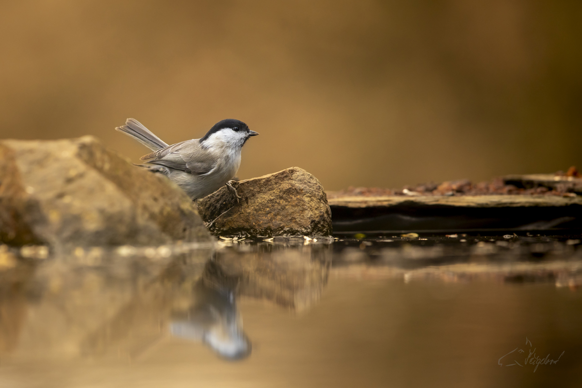 Sýkora babka (Poecile palustris) - Marsh tit