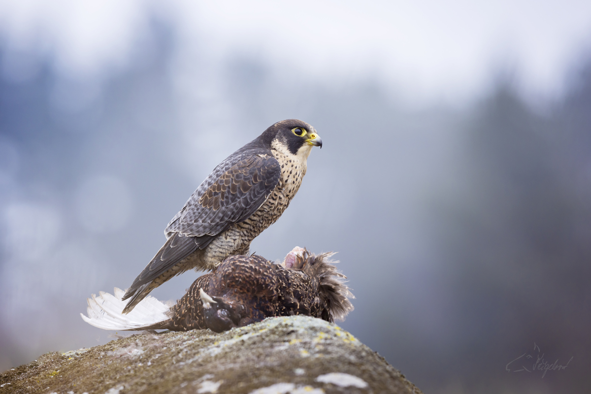 Sokol stěhovavý (Falco peregrinus) - Peregrine falcon