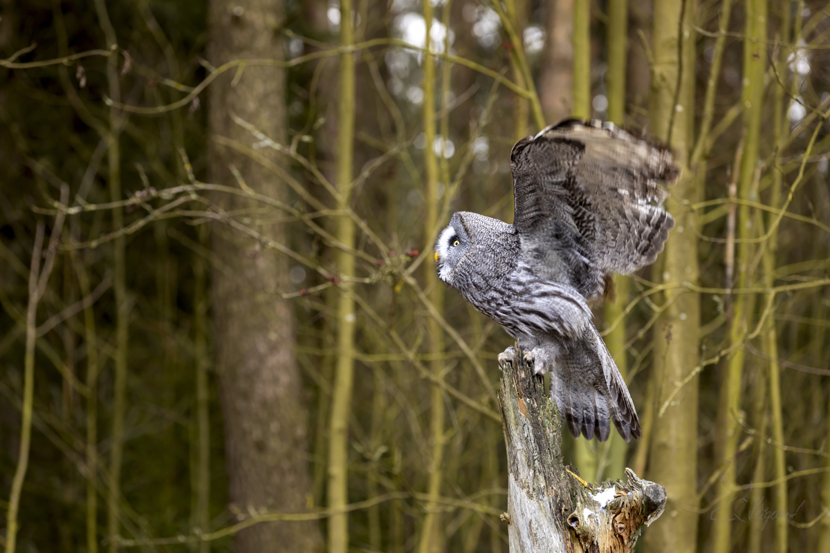 Puštík bradatý (Strix nebulosa) - Great grey owl