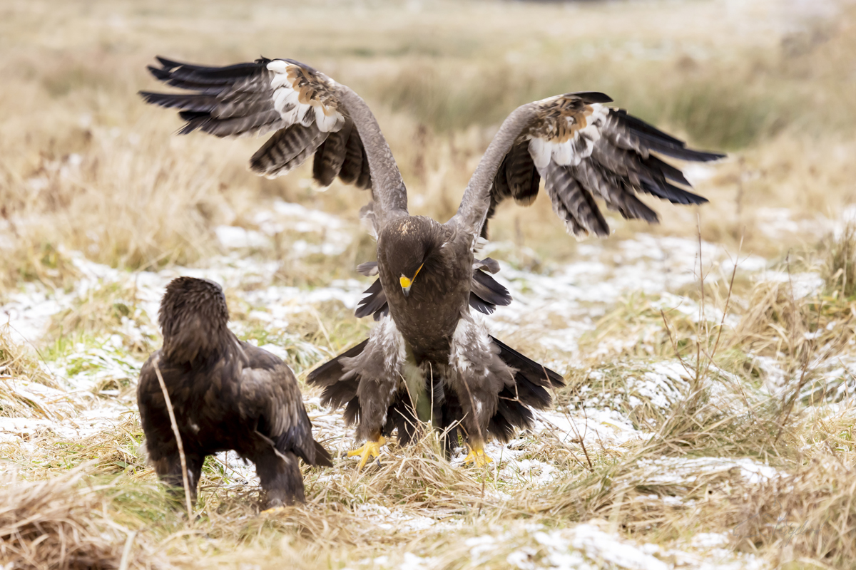 Orel stepní (Aquila nipalensis) - Steppe eagle