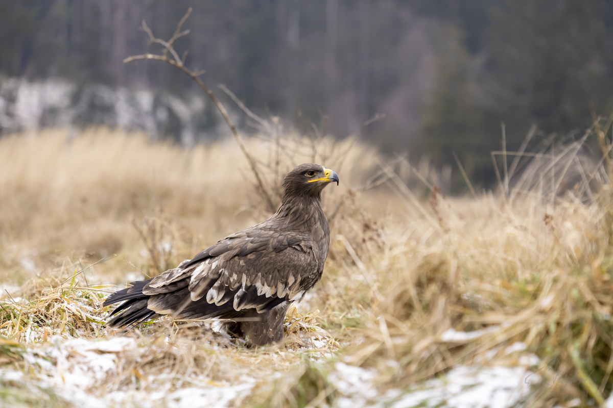 Orel stepní (Aquila nipalensis) - Steppe eagle