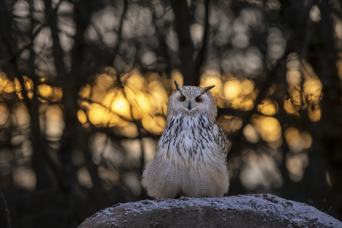 Výr velký sibiřský (Bubo bubo sibiricus) - Siberian eagle-owl