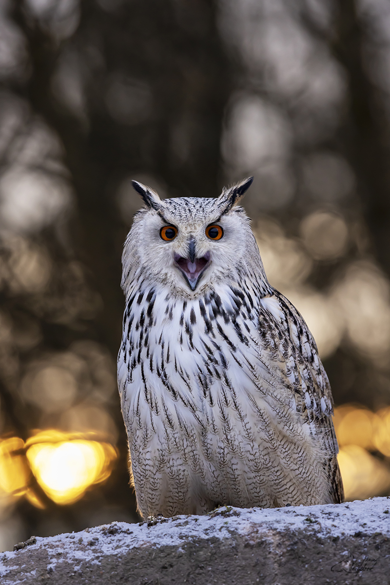 Výr velký sibiřský (Bubo bubo sibiricus) - Siberian eagle-owl