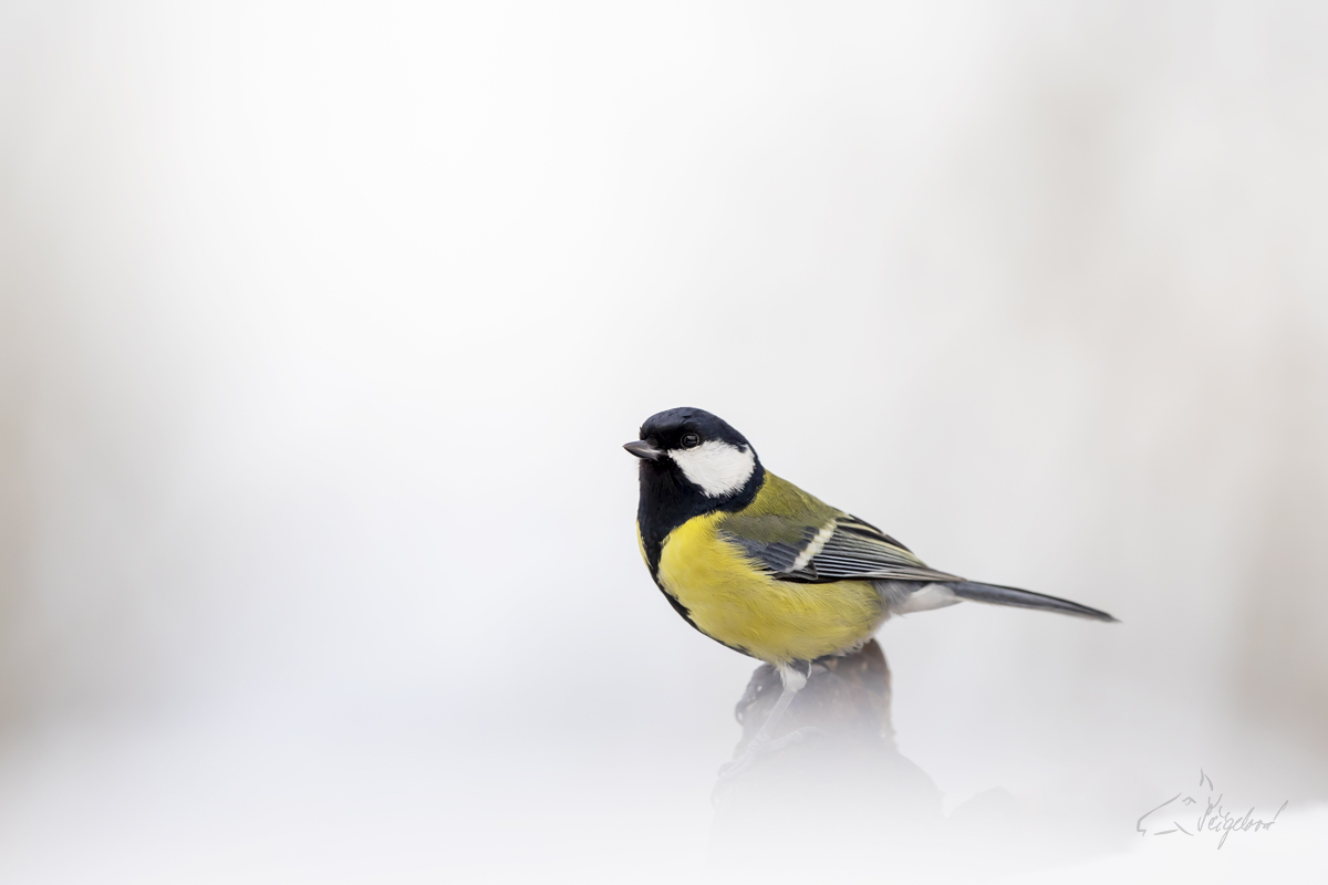 Sýkora koňadra (Parus major) - Grat tit