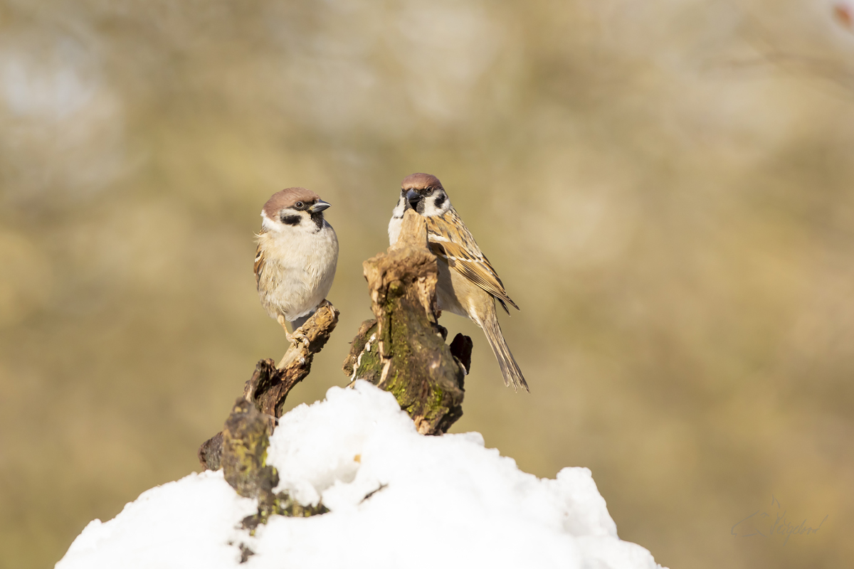 Vravbec polní (Passer montanus) - Eurasian tree sparrow